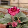 African Violet Live Plant - Cajun Coujon Starter, 4 Inch Pot, Indoor Houseplant - Image 1