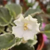 African Violet Live Plant – Carolina Elegant Affair – 4 Inch Pot Indoor African Violet Live Plant – Carolina Elegant Affair – 4 Inch Pot Indoor - Image 1