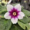 African Violet Live Plant - Currently Blooming, 4 Inch Pot, Indoor Houseplant - Image 1