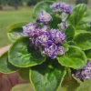 African Violet Live Plant – Currently Blooming Rosette – 4 Inch Pot – Indoor Houseplant - Image 1