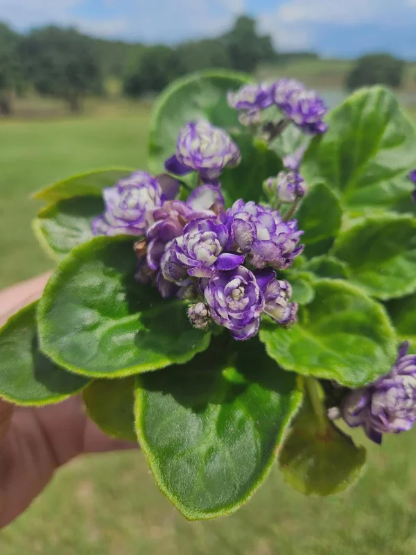 African Violet Live Plant – Currently Blooming Rosette – 4 Inch Pot – Indoor Houseplant - Image 1