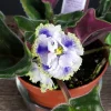 African Violet Live Plant, Kei Yoki, 4 Inch Pot, Young Starter Houseplant - Image 1