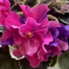 African Violet Live Plant - Pink Purple Starter, 4 Inch Pot, Indoor - Image 1