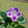 African Violet Live Plant - Plum Blush, Blooming, 4 Inch Pot, Indoor - Image 1