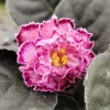African Violet Live Plant - Young Starter, 4 Inch Pot, Indoor - Image 1