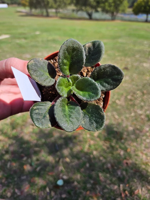 African Violet Live Plant - Young Starter in 4 Inch Pot - Potted Houseplant - Image 2
