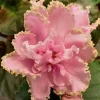 African Violet Live Plant - Young Starter in 4 Inch Pot - Indoor Houseplant - Image 1