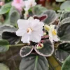 African Violet Live Plant - Young Starter in 4 Inch Pot - Indoor Houseplant - Image 1