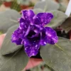 African Violet Live Plant - Young Starter in 4 Inch Pot - Potted Houseplant - Image 1