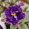 African Violet Live Plant - Young Starter in 4 Inch Pot - Potted Houseplant - Image 1