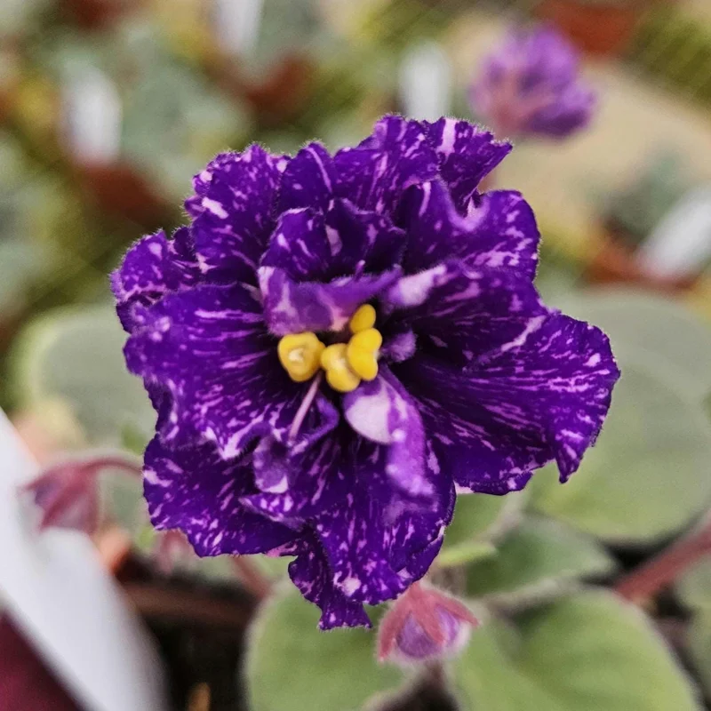 African Violet Live Plant - Young Starter in 4 Inch Pot - Potted Houseplant - Image 1