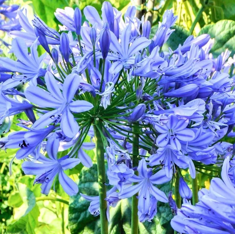 Agapanthus African Blue Live Plant - African Lily, Blue Flower, 4-6 Inch Tall Agapanthus African Blue Live Plant - African Lily, Blue Flower, 4-6 Inch Tall - Image 2
