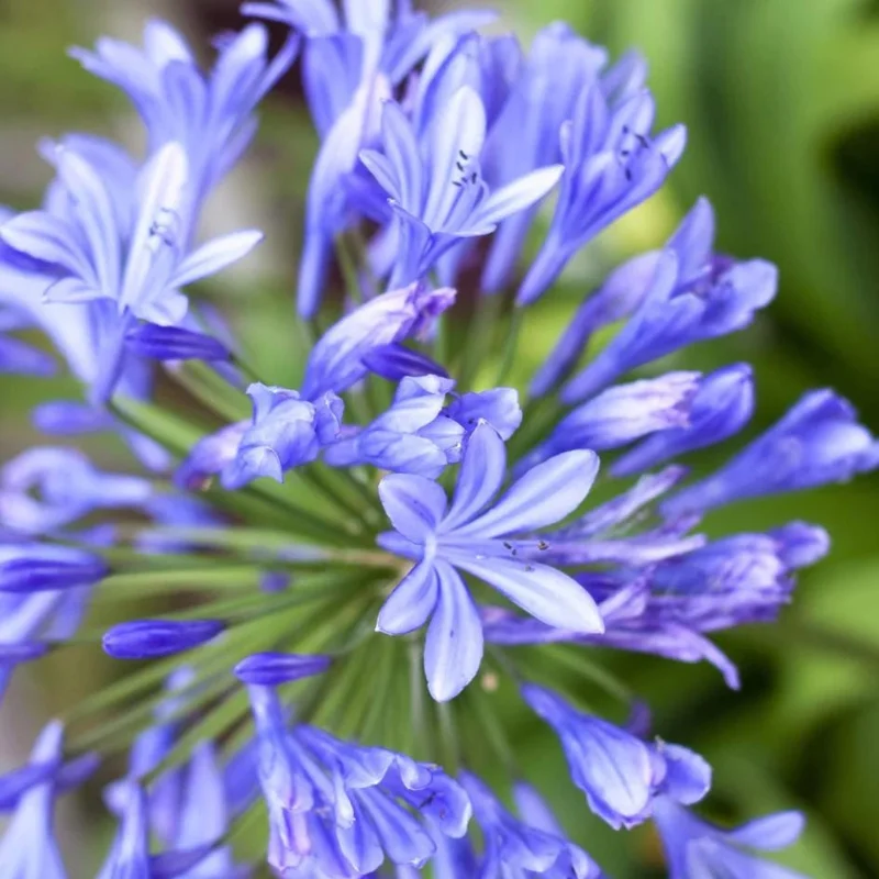 Agapanthus African Blue Live Plant - African Lily, Blue Flower, 4-6 Inch Tall Agapanthus African Blue Live Plant - African Lily, Blue Flower, 4-6 Inch Tall - Image 3