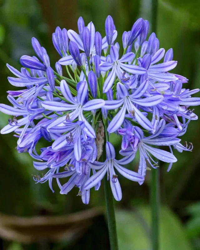 Agapanthus African Blue Live Plant - African Lily, Blue Flower, 4-6 Inch Tall Agapanthus African Blue Live Plant - African Lily, Blue Flower, 4-6 Inch Tall - Image 4