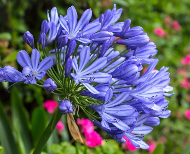 Agapanthus African Blue Live Plant - African Lily, Blue Flower, 4-6 Inch Tall Agapanthus African Blue Live Plant - African Lily, Blue Flower, 4-6 Inch Tall - Image 5