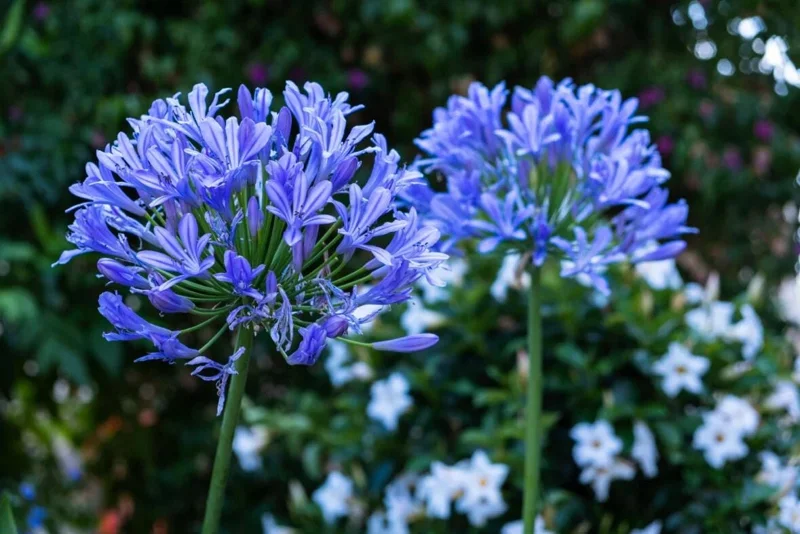 Agapanthus African Blue Live Plant - African Lily, Blue Flower, 4-6 Inch Tall Agapanthus African Blue Live Plant - African Lily, Blue Flower, 4-6 Inch Tall - Image 6