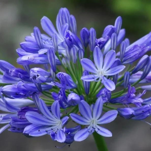 Agapanthus African Blue Live Plant - African Lily, Blue Flower, 4-6 Inch Tall Agapanthus African Blue Live Plant - African Lily, Blue Flower, 4-6 Inch Tall - Image 7