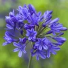 Agapanthus African Blue Live Plant - African Lily, Blue Flower, 4-6 Inch Tall Agapanthus African Blue Live Plant - African Lily, Blue Flower, 4-6 Inch Tall - Image 1