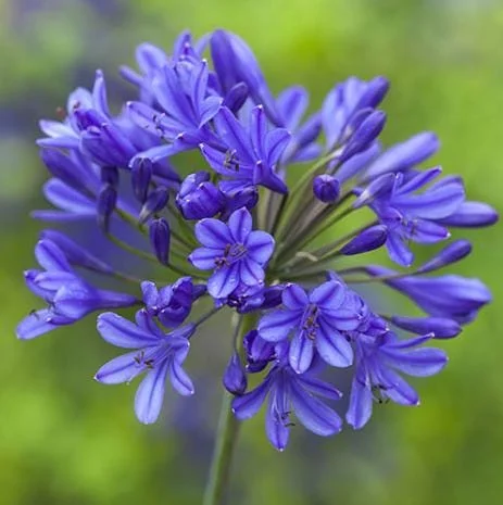 Agapanthus African Blue Live Plant - African Lily, Blue Flower, 4-6 Inch Tall Agapanthus African Blue Live Plant - African Lily, Blue Flower, 4-6 Inch Tall - Image 1