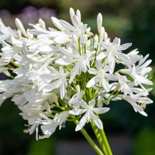 Agapanthus Getty White Live Plant - African Lily, 4-6 Inch Tall, Outdoor Agapanthus Getty White Live Plant - African Lily, 4-6 Inch Tall, Outdoor - Image 3