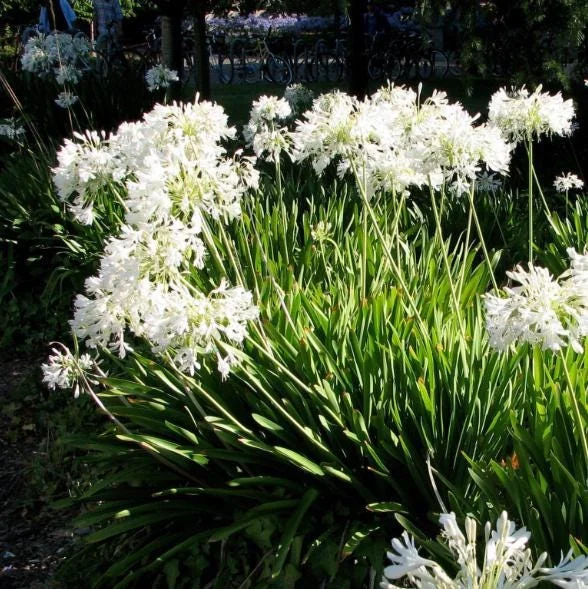 Agapanthus Getty White Live Plant - African Lily, 4-6 Inch Tall, Outdoor Agapanthus Getty White Live Plant - African Lily, 4-6 Inch Tall, Outdoor - Image 4