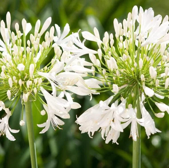 Agapanthus Getty White Live Plant - African Lily, 4-6 Inch Tall, Outdoor Agapanthus Getty White Live Plant - African Lily, 4-6 Inch Tall, Outdoor - Image 5