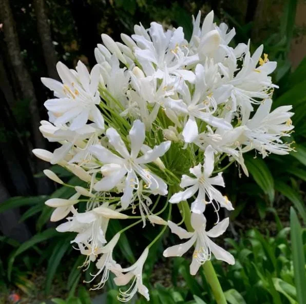 Agapanthus Getty White Live Plant - African Lily, 4-6 Inch Tall, Outdoor Agapanthus Getty White Live Plant - African Lily, 4-6 Inch Tall, Outdoor - Image 6