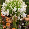 Agapanthus Getty White Live Plant - African Lily, 4-6 Inch Tall, Outdoor Agapanthus Getty White Live Plant - African Lily, 4-6 Inch Tall, Outdoor - Image 1