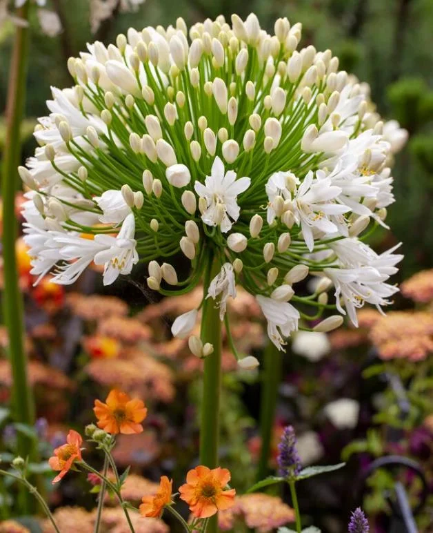Agapanthus Getty White Live Plant - African Lily, 4-6 Inch Tall, Outdoor Agapanthus Getty White Live Plant - African Lily, 4-6 Inch Tall, Outdoor - Image 1