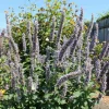Agastache Blue Fortune Live Starter Plant - Anise Hyssop Bush 3-4 Inch Tall Agastache Blue Fortune Live Starter Plant - Anise Hyssop Bush 3-4 Inch Tall - Image 1