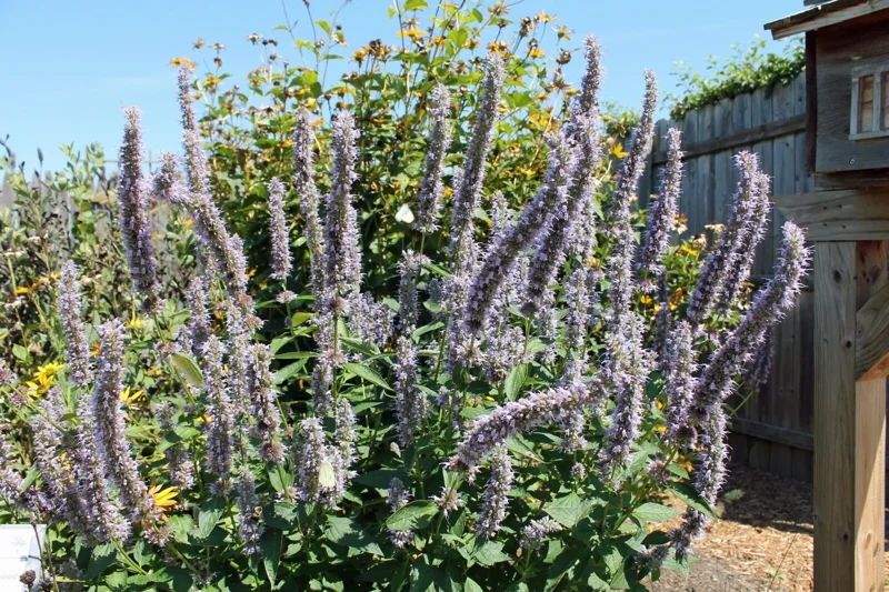 Agastache Blue Fortune Live Starter Plant - Anise Hyssop Bush 3-4 Inch Tall Agastache Blue Fortune Live Starter Plant - Anise Hyssop Bush 3-4 Inch Tall - Image 1