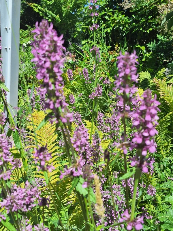 Agastache Hyssop Seeds - 200 Count, Pinkish-Purple Perennial Flowers, Hardy Outdoor - Image 2