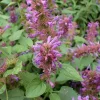Agastache Hyssop Seeds - 200 Count, Pinkish-Purple Perennial Flowers, Hardy Outdoor - Image 1