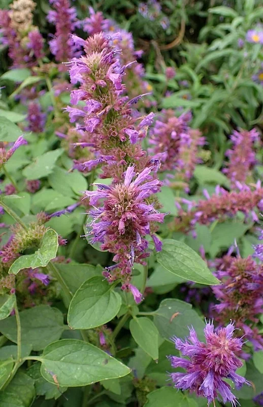 Agastache Hyssop Seeds - 200 Count, Pinkish-Purple Perennial Flowers, Hardy Outdoor - Image 1
