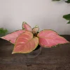 Aglaonema Light Pink Chinese Evergreen Live Plant - 4 Inch Pot - Indoor - Image 1