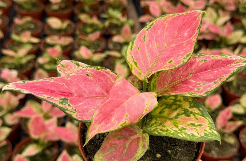 Aglaonema Ruby Ray Live Plant – 4 Inch Pot – Tropical Houseplant Red Green Foliage Aglaonema Ruby Ray Live Plant – 4 Inch Pot – Tropical Houseplant Red Green Foliage - Image 2