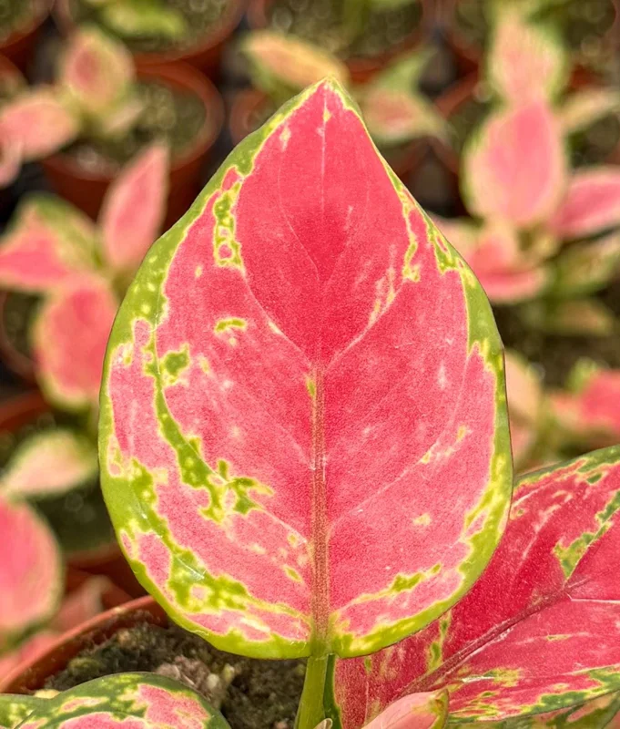 Aglaonema Ruby Ray Live Plant – 4 Inch Pot – Tropical Houseplant Red Green Foliage Aglaonema Ruby Ray Live Plant – 4 Inch Pot – Tropical Houseplant Red Green Foliage - Image 3