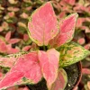 Aglaonema Ruby Ray Live Plant – 4 Inch Pot – Tropical Houseplant Red Green Foliage - Image 1