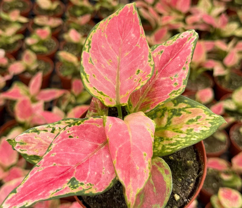Aglaonema Ruby Ray Live Plant – 4 Inch Pot – Tropical Houseplant Red Green Foliage Aglaonema Ruby Ray Live Plant – 4 Inch Pot – Tropical Houseplant Red Green Foliage - Image 1