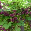 Akebia Quinata Chocolate Vine Live Starter Plant 7-14 Inch Tall - Outdoor Climbing Vine - Image 1