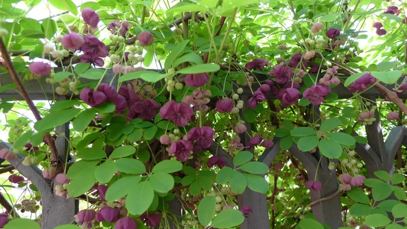Akebia Quinata Chocolate Vine Live Starter Plant 7-14 Inch Tall - Outdoor Climbing Vine - Image 1