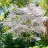 Akebono Flowering Cherry Tree Live Plant – 2.5-Inch Pot, Pink Blossoms, Outdoor - Image 1