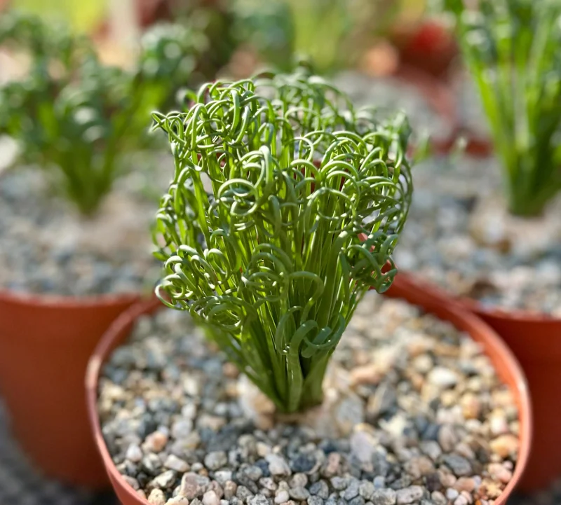 Albuca Spiralis Live Plant - Frizzle Sizzle Corkscrew Succulent - 4 Inch Albuca Spiralis Live Plant - Frizzle Sizzle Corkscrew Succulent - 4 Inch - Image 7