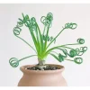 Albuca Spiralis Live Plant – Frizzle Sizzle Succulent – Curly Grass Plant – 3.5 Inch Pot Albuca Spiralis Live Plant – Frizzle Sizzle Succulent – Curly Grass Plant – 3.5 Inch Pot - Image 1