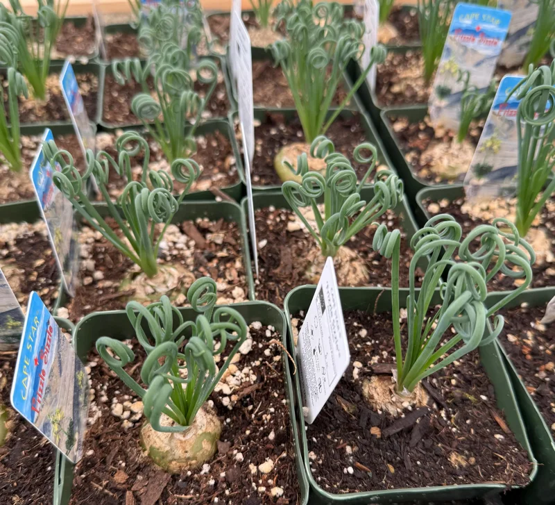 Albuca Spiralis Live Plant - Frizzle Sizzle Succulent 4 Inch Pot - Curly Grass Indoor Rare Plant Albuca Spiralis Live Plant - Frizzle Sizzle Succulent 4 Inch Pot - Curly Grass Indoor Rare Plant - Image 2