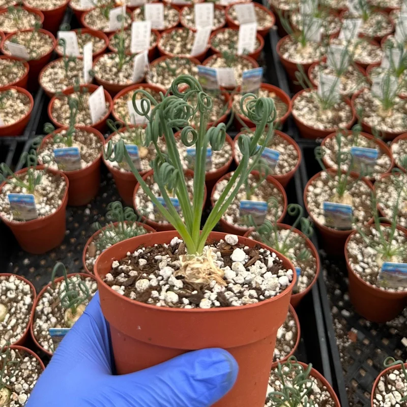 Albuca Spiralis Live Plant - Frizzle Sizzle Succulent 4 Inch Pot - Curly Grass Indoor Rare Plant Albuca Spiralis Live Plant - Frizzle Sizzle Succulent 4 Inch Pot - Curly Grass Indoor Rare Plant - Image 3