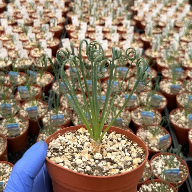 Albuca Spiralis Live Plant - Frizzle Sizzle Succulent 4 Inch Pot - Curly Grass Indoor Rare Plant Albuca Spiralis Live Plant - Frizzle Sizzle Succulent 4 Inch Pot - Curly Grass Indoor Rare Plant - Image 4