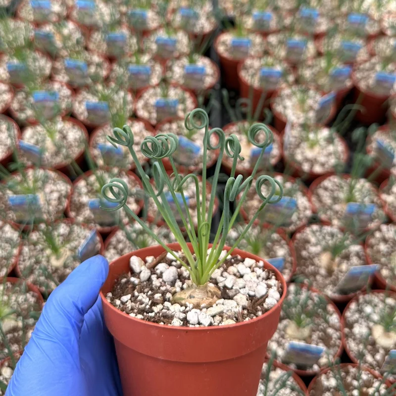 Albuca Spiralis Live Plant - Frizzle Sizzle Succulent 4 Inch Pot - Curly Grass Indoor Rare Plant Albuca Spiralis Live Plant - Frizzle Sizzle Succulent 4 Inch Pot - Curly Grass Indoor Rare Plant - Image 5