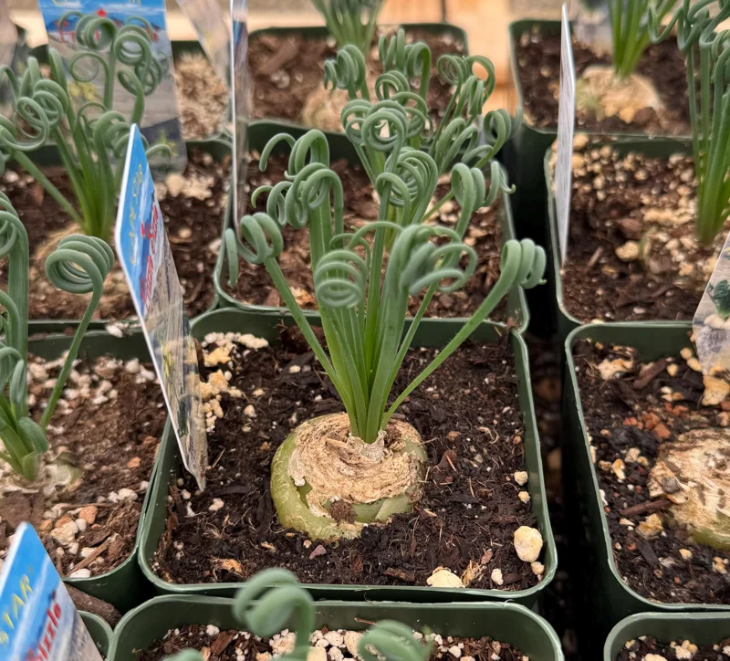 Albuca Spiralis Live Plant - Frizzle Sizzle Succulent 4 Inch Pot - Curly Grass Indoor Rare Plant Albuca Spiralis Live Plant - Frizzle Sizzle Succulent 4 Inch Pot - Curly Grass Indoor Rare Plant - Image 1