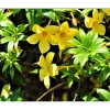 Allamanda Live Starter Plant, Pack of 4, 4-8 Inch Tall, Yellow Flowers, Tropical - Image 1
